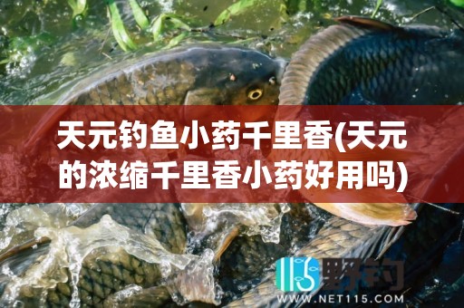 天元钓鱼小药千里香(天元的浓缩千里香小药好用吗)