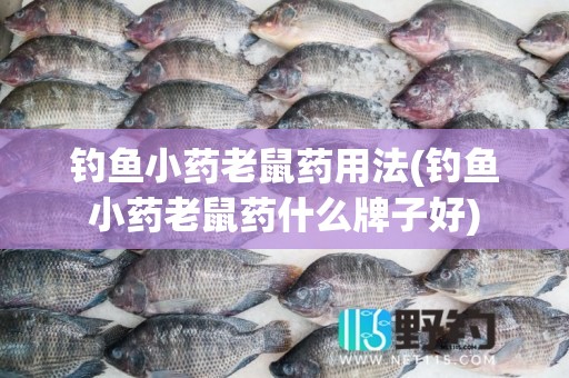 钓鱼小药老鼠药用法(钓鱼小药老鼠药什么牌子好)
