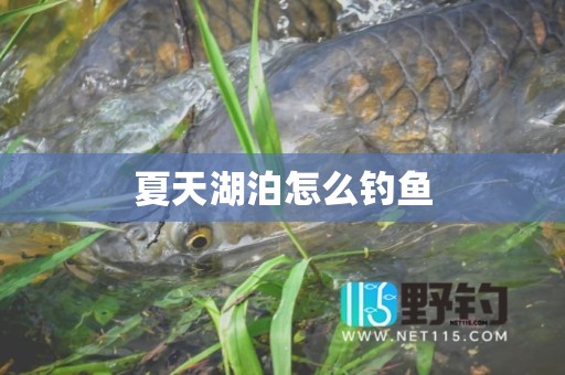 夏天湖泊怎么钓鱼