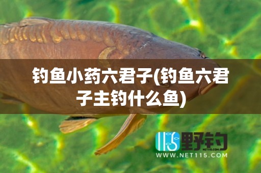 钓鱼小药六君子(钓鱼六君子主钓什么鱼)