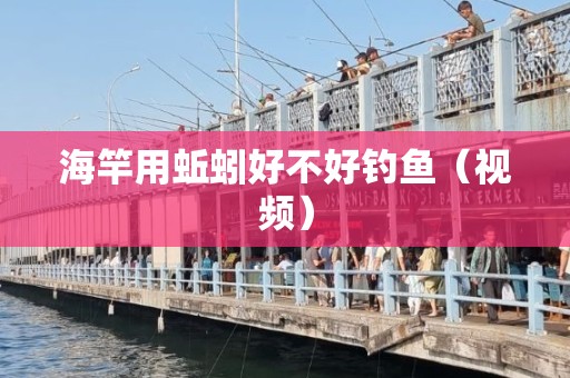 海竿用蚯蚓好不好钓鱼（视频）