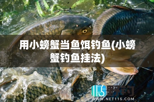 用小螃蟹当鱼饵钓鱼(小螃蟹钓鱼挂法)
