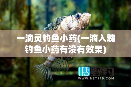 一滴灵钓鱼小药(一滴入魂钓鱼小药有没有效果)