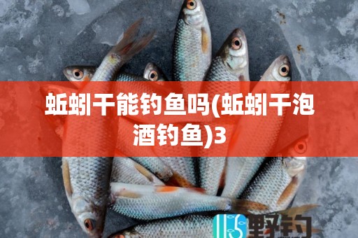 蚯蚓干能钓鱼吗(蚯蚓干泡酒钓鱼)3