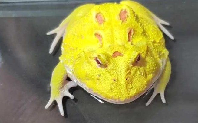 黄金角蛙寿命有多长？