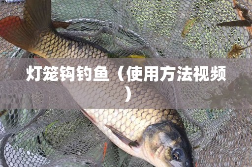 灯笼钩钓鱼（使用方法视频）