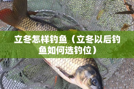 立冬怎样钓鱼（立冬以后钓鱼如何选钓位）