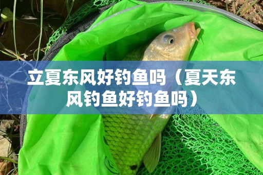 立夏东风好钓鱼吗（夏天东风钓鱼好钓鱼吗）