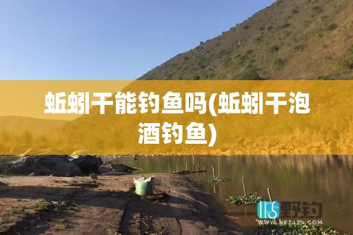 蚯蚓干能钓鱼吗(蚯蚓干泡酒钓鱼)