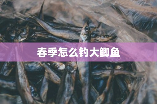 春季怎么钓大鲫鱼