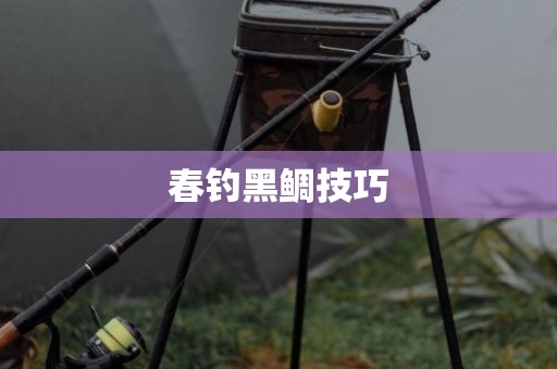 春钓黑鲷技巧