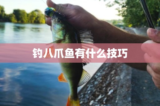 钓八爪鱼有什么技巧