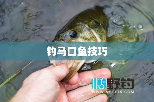 钓马口鱼技巧