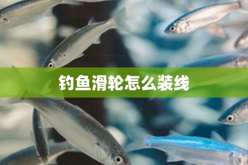钓鱼滑轮怎么装线