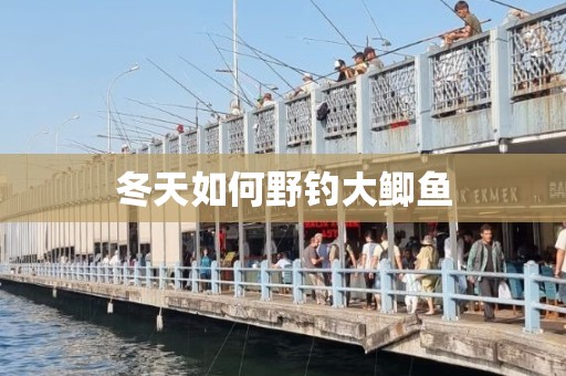 冬天如何野钓大鲫鱼