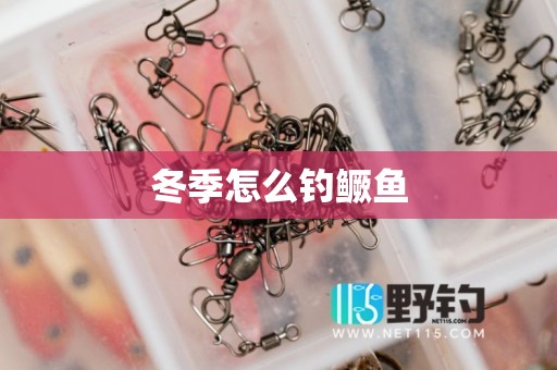 冬季怎么钓鳜鱼
