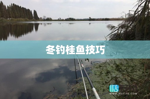 冬钓桂鱼技巧