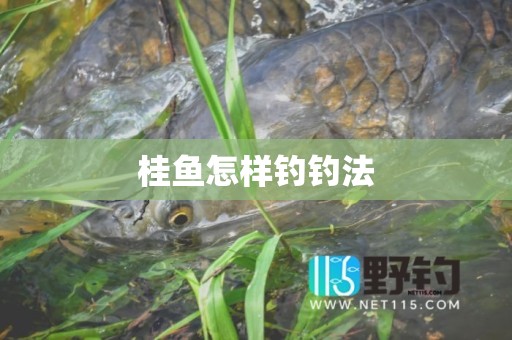 桂鱼怎样钓钓法