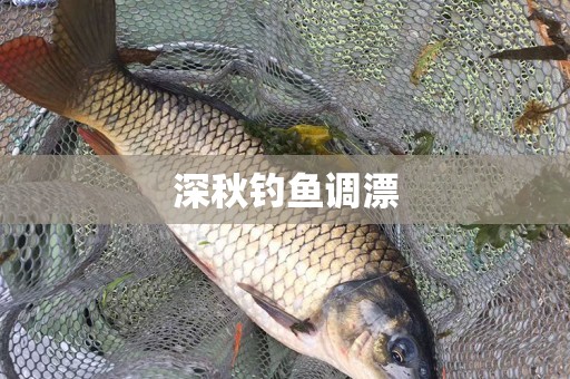深秋钓鱼调漂