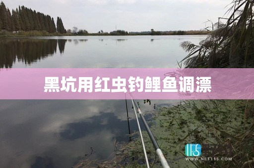 黑坑用红虫钓鲤鱼调漂