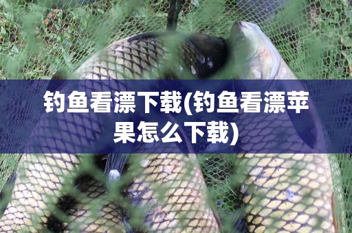 钓鱼看漂下载(钓鱼看漂苹果怎么下载)