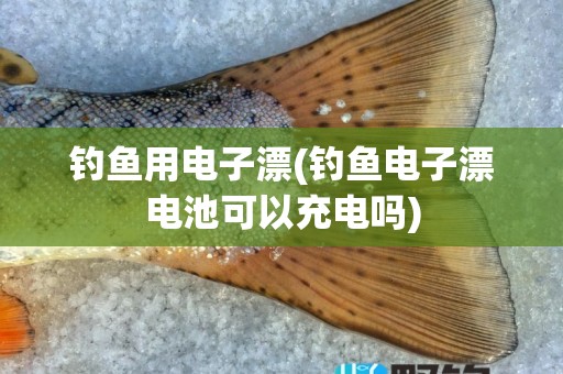 钓鱼用电子漂(钓鱼电子漂电池可以充电吗)