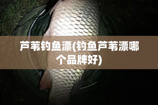 芦苇钓鱼漂(钓鱼芦苇漂哪个品牌好)