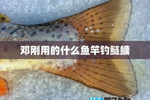 邓刚用的什么鱼竿钓鲢鳙