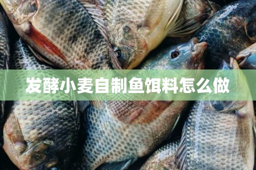 发酵小麦自制鱼饵料怎么做