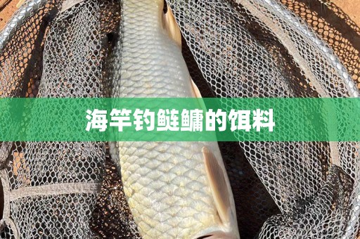 海竿钓鲢鳙的饵料