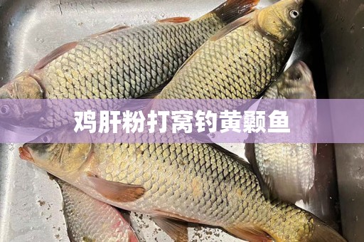 鸡肝粉打窝钓黄颡鱼