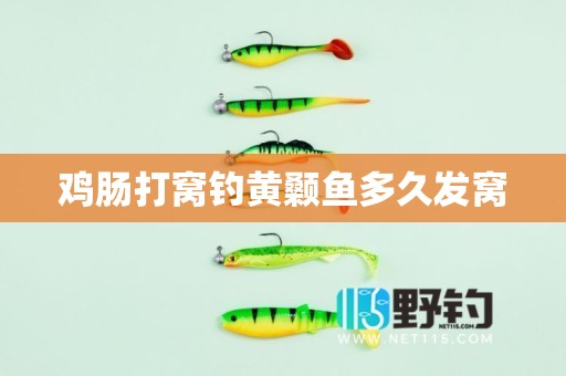 鸡肠打窝钓黄颡鱼多久发窝