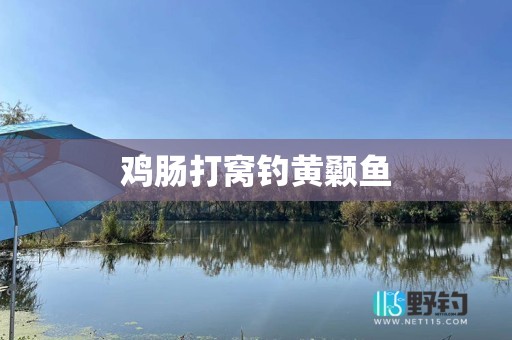 鸡肠打窝钓黄颡鱼