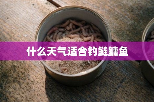 什么天气适合钓鲢鳙鱼