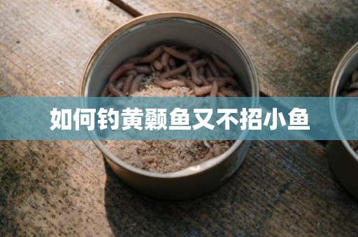 如何钓黄颡鱼又不招小鱼
