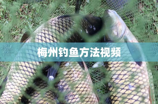 梅州钓鱼方法视频