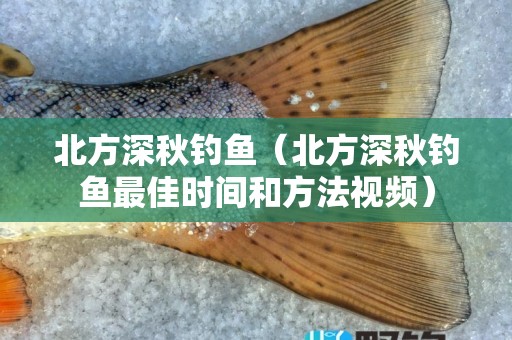 北方深秋钓鱼（北方深秋钓鱼最佳时间和方法视频）