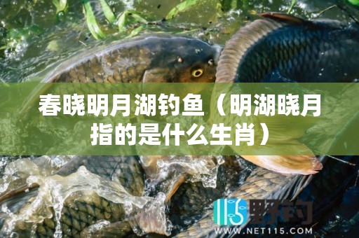 春晓明月湖钓鱼（明湖晓月指的是什么生肖）