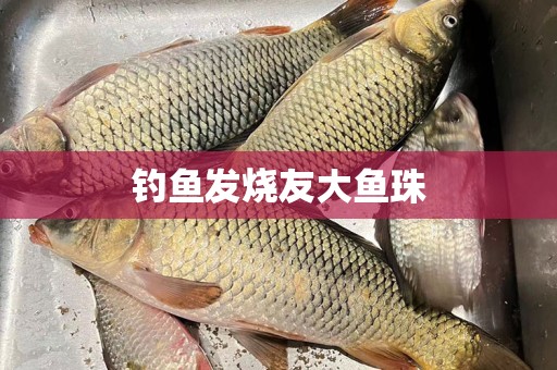 钓鱼发烧友大鱼珠