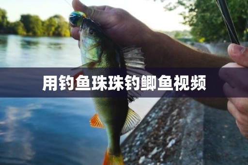 用钓鱼珠珠钓鲫鱼视频