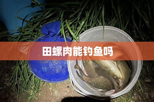 田螺肉能钓鱼吗