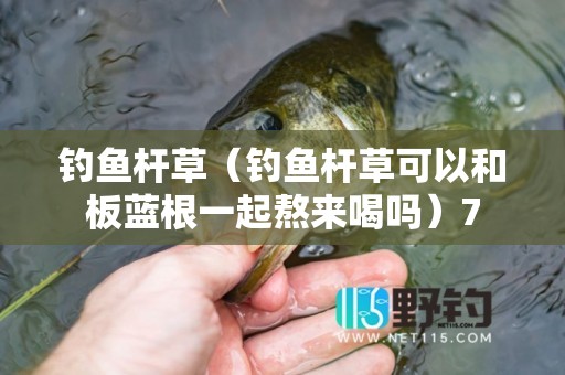 钓鱼杆草（钓鱼杆草可以和板蓝根一起熬来喝吗）7