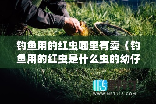 钓鱼用的红虫哪里有卖（钓鱼用的红虫是什么虫的幼仔）