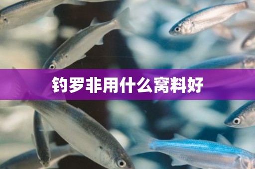 钓罗非用什么窝料好