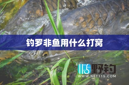 钓罗非鱼用什么打窝