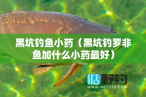 黑坑钓鱼小药（黑坑钓罗非鱼加什么小药最好）