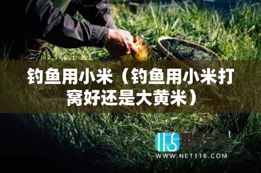 钓鱼用小米（钓鱼用小米打窝好还是大黄米）