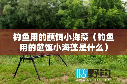 钓鱼用的蘸饵小海藻（钓鱼用的蘸饵小海藻是什么）