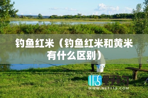 钓鱼红米（钓鱼红米和黄米有什么区别）