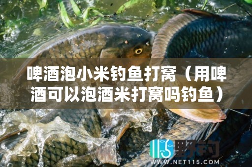 啤酒泡小米钓鱼打窝（用啤酒可以泡酒米打窝吗钓鱼）